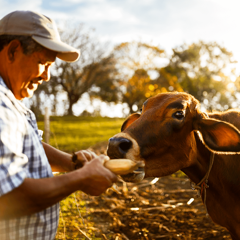 Redução de mau odor e redução dos gases de efeito estufa na suinocultura