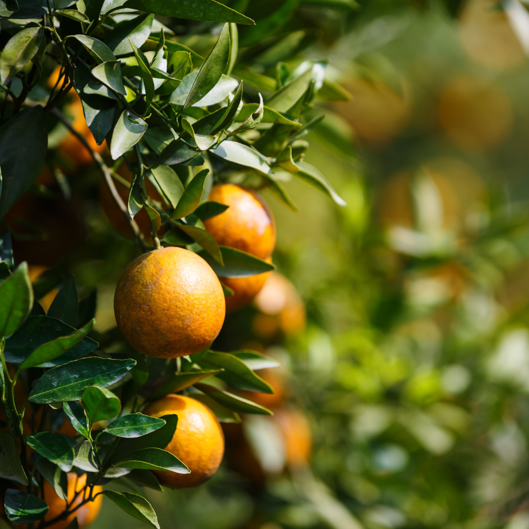 Laranja, Pé de laranjeira com extrato pirolenhoso